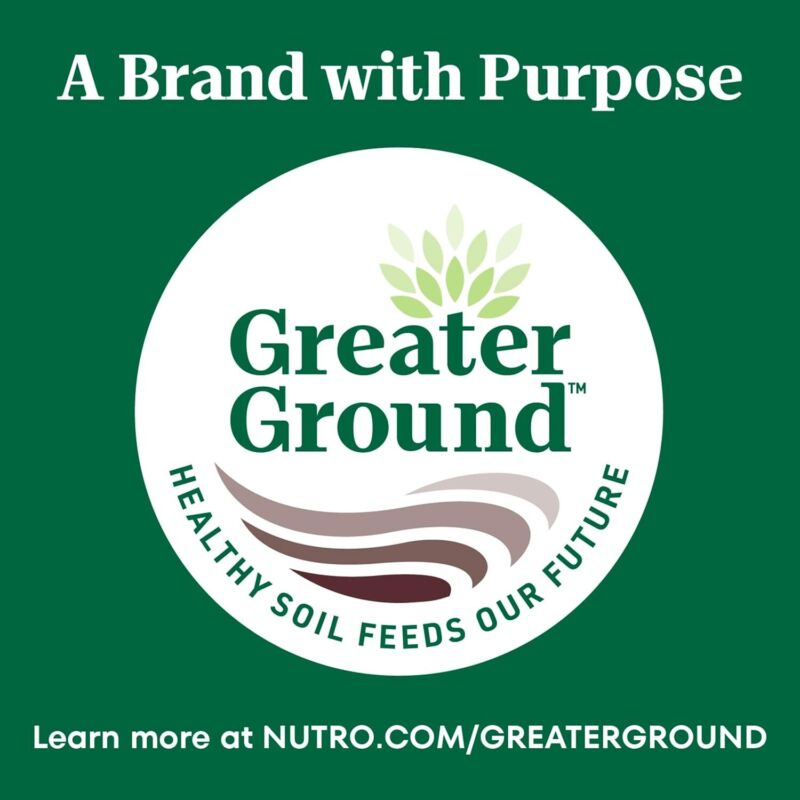 Nutro Wholesome Essentials Adult Dry Cat Food, Salmon & Brown Rice Recipe, 3 lbs. : Pet Supplies