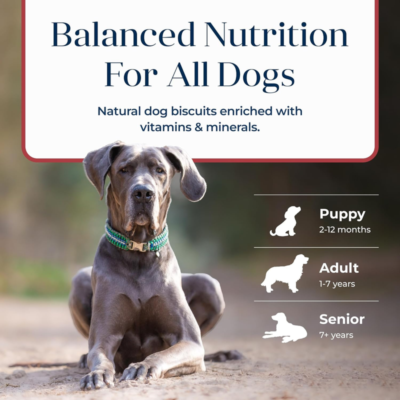 Blue Buffalo Wilderness Adult Wet Dog Food, High-Protein & Grain-Free, Made with Natural Ingredients, Chicken & Trout Grill, 12.5-oz. Cans, 12 Count: Pet Supplies: Amazon.com
