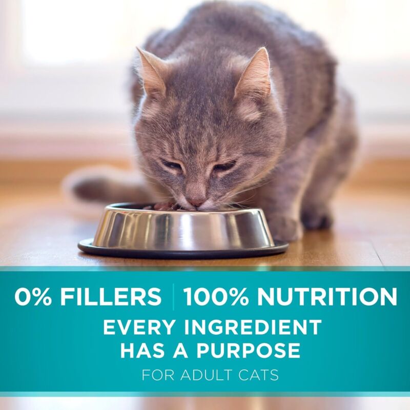Purina ONE Natural Dry Cat Food, Tender Selects Blend With Real Chicken - 22 lb. Bag : Dry Pet Food : Pet Supplies