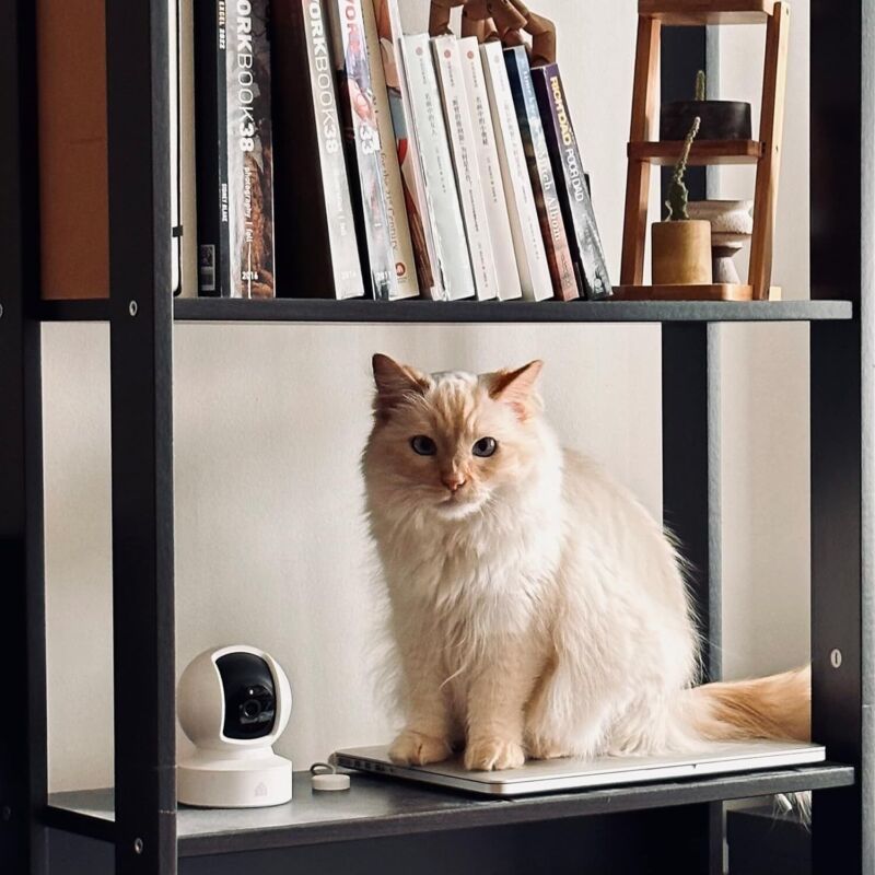 Kasa Indoor Pan/Tilt Smart Security Camera, 1080p HD Dog-Camera,2.4GHz with Night Vision,Motion Detection for Baby and Pet Monitor, Cloud & SD Card Storage, Works with Alexa& Google Home (EC70), White : Electronics