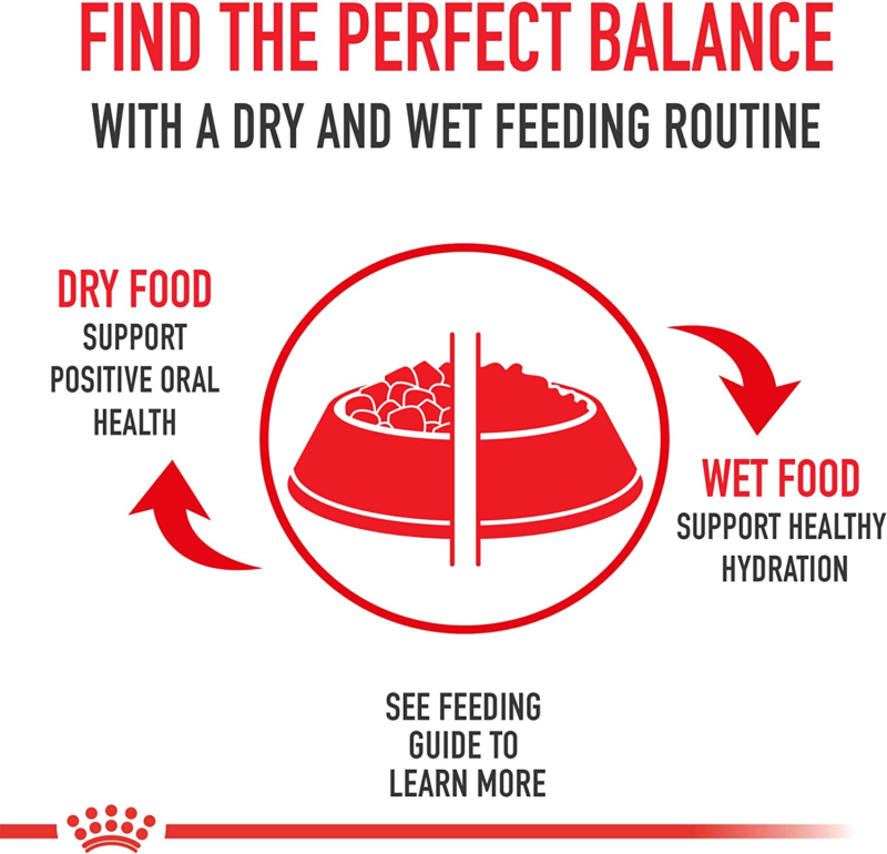 Royal Canin Chihuahua Adult Dry Dog Food, 10 lb bag : Pet Supplies